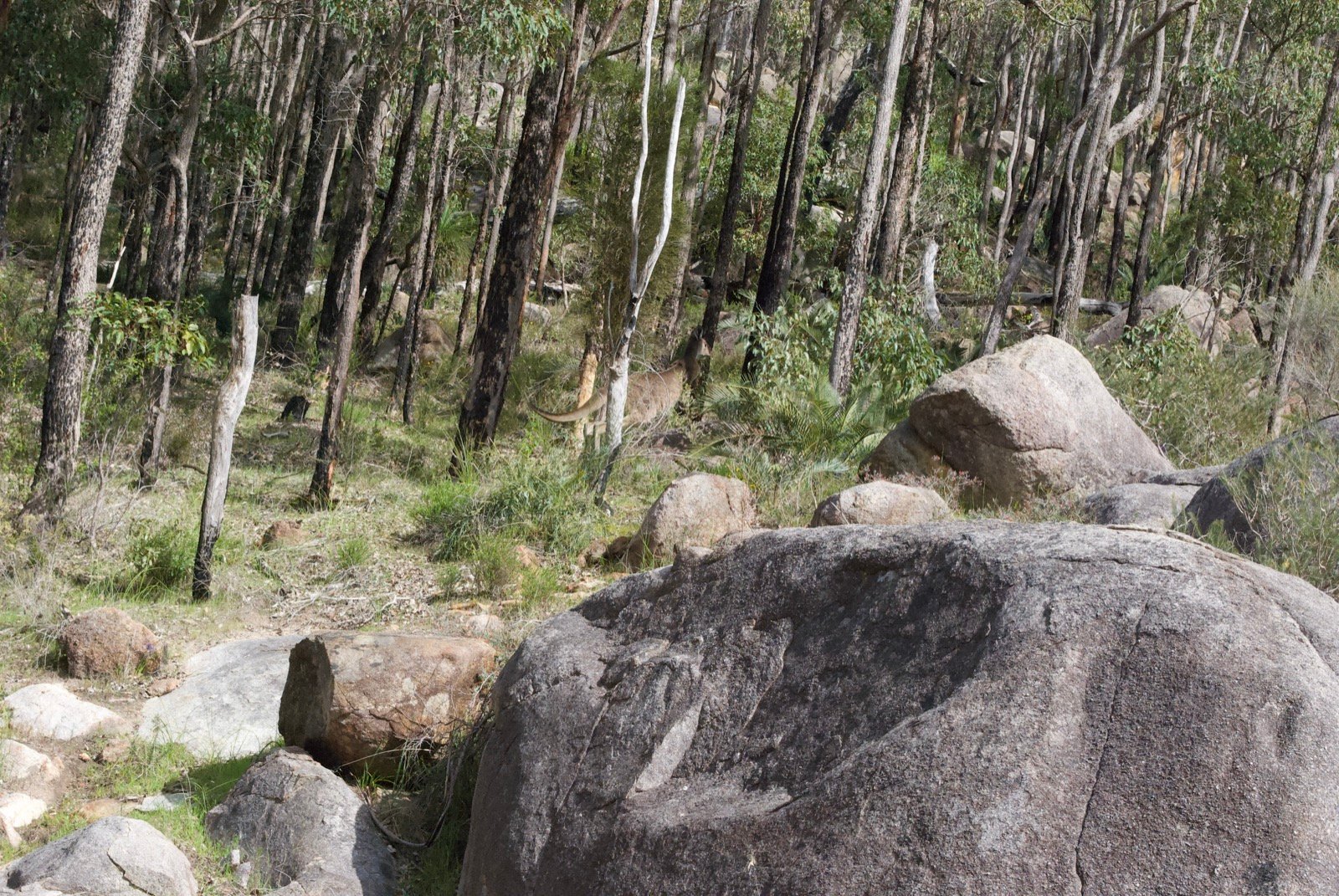 Granite boulders and eucalypt woodland at Hardey Road in the Perth Hills